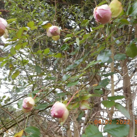 Le De Lili * Acquigny